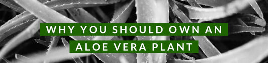 WHY YOU SHOULD OWN AN ALOE VERA PLANT
